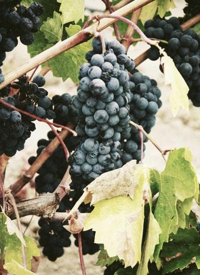 Memorandum Of Understanding (MOU) STT Periago – STAK Diaspora Wamena